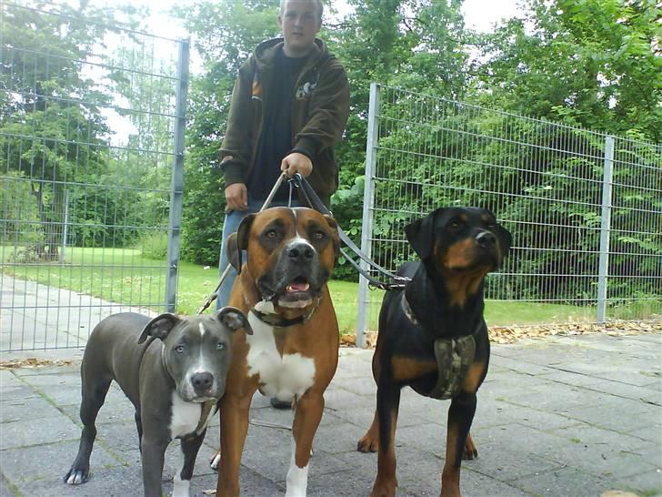 Amerikansk staffordshire terrier Smoki billede 5