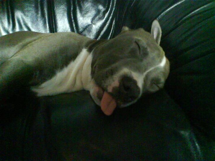 Amerikansk staffordshire terrier Smoki billede 6