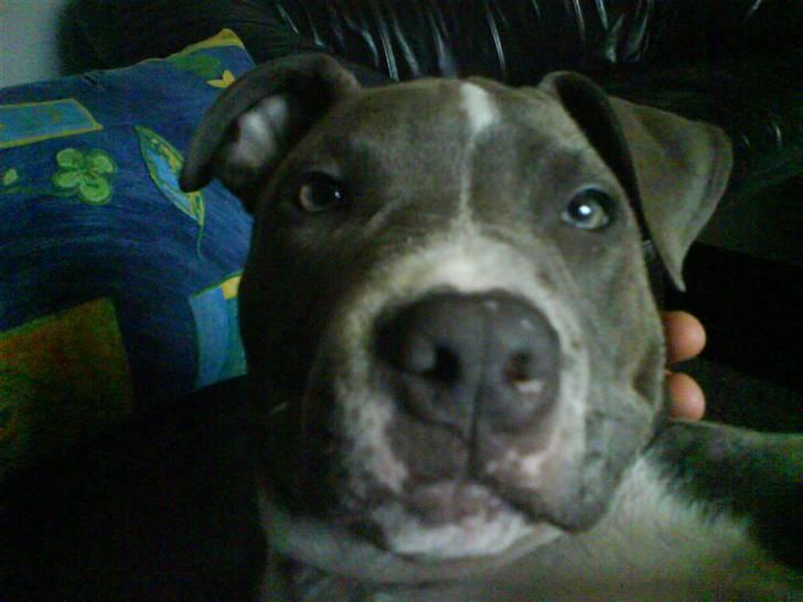 Amerikansk staffordshire terrier Smoki billede 7