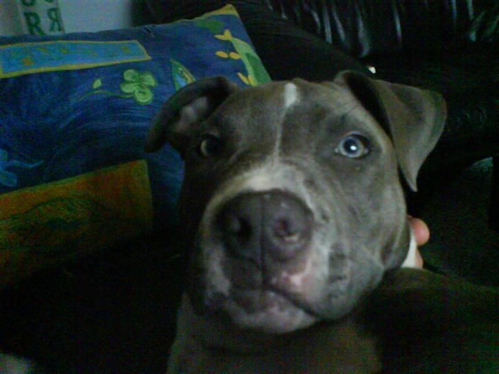 Amerikansk staffordshire terrier Smoki billede 8