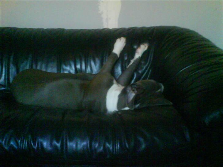 Amerikansk staffordshire terrier Smoki billede 9