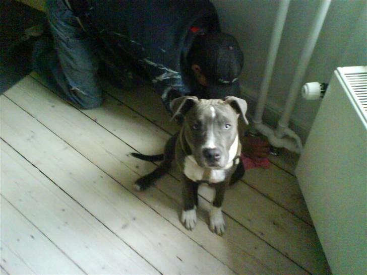 Amerikansk staffordshire terrier Smoki billede 10