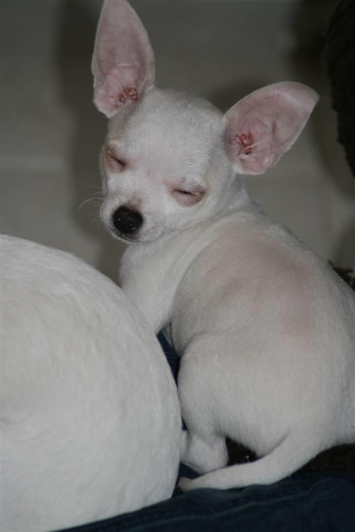 Chihuahua Tyson billede 9