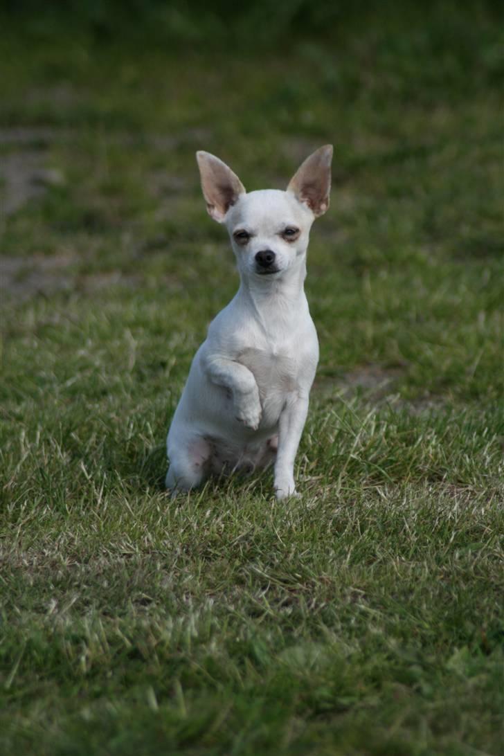 Chihuahua Tyson billede 10