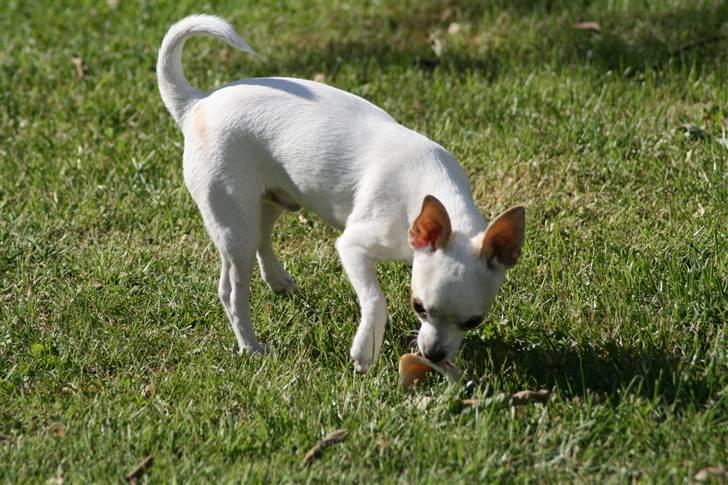 Chihuahua Tyson billede 11