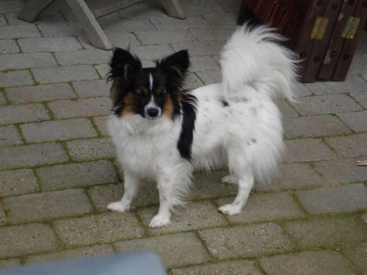 Papillon Chanel - Chanel - marts, 08 billede 9