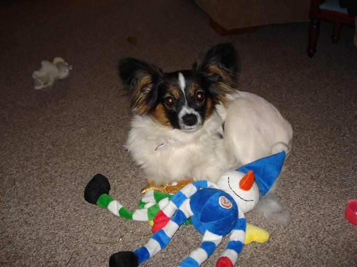 Papillon Chanel - Chanel - 25. dec. 07 billede 10