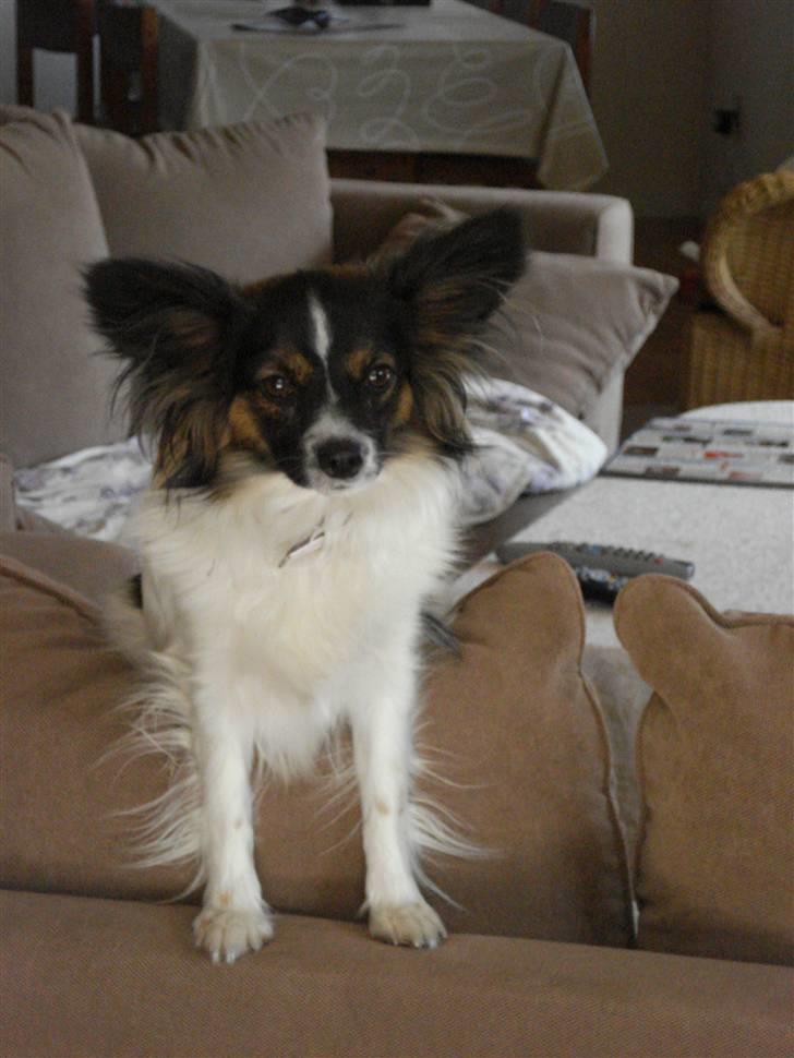 Papillon Chanel - Chanel - 7/6-08 billede 11