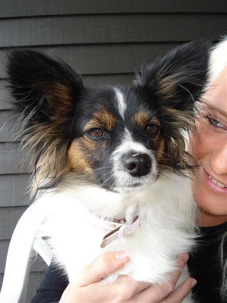 Papillon Chanel - Chanel - juni, 08 billede 13