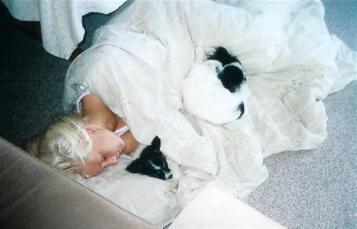 Papillon Chanel - Årh, vi hygger :´D Mig, Chanel 9 uger & Nala 15 mdr. billede 14