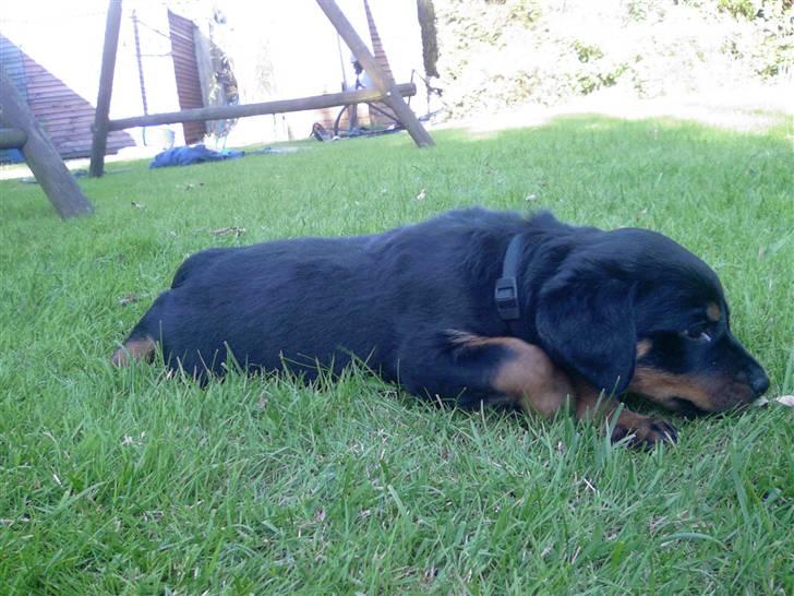 Rottweiler Sebo R.I.P billede 6