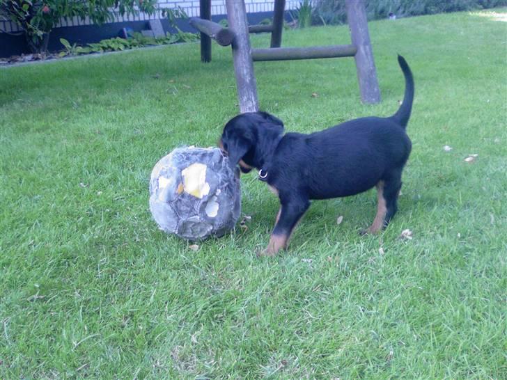 Rottweiler Sebo R.I.P billede 7