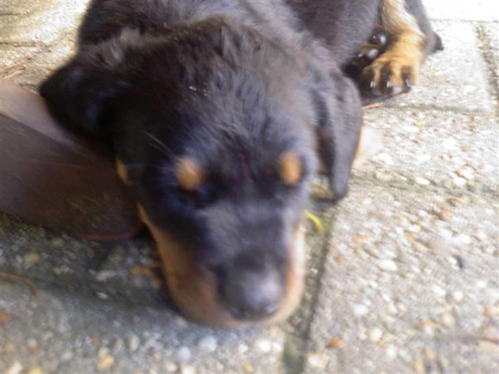 Rottweiler Sebo R.I.P billede 8