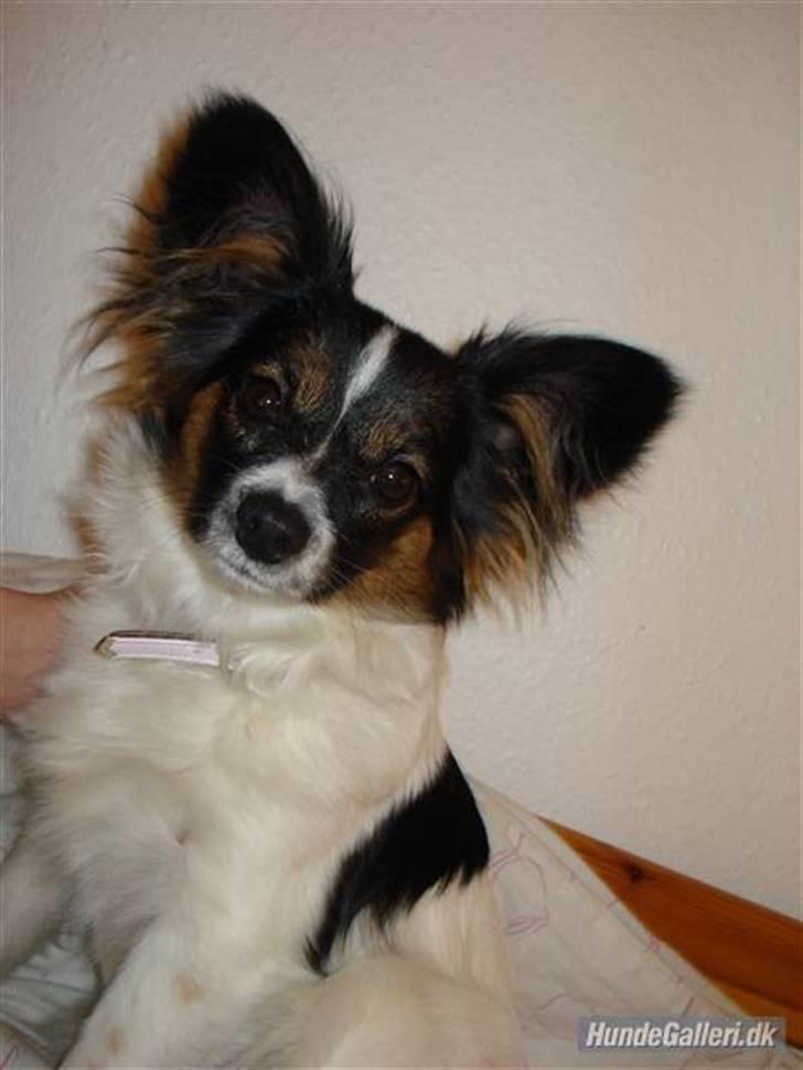 Papillon Chanel - Chanel - 27. dec. 07 billede 15