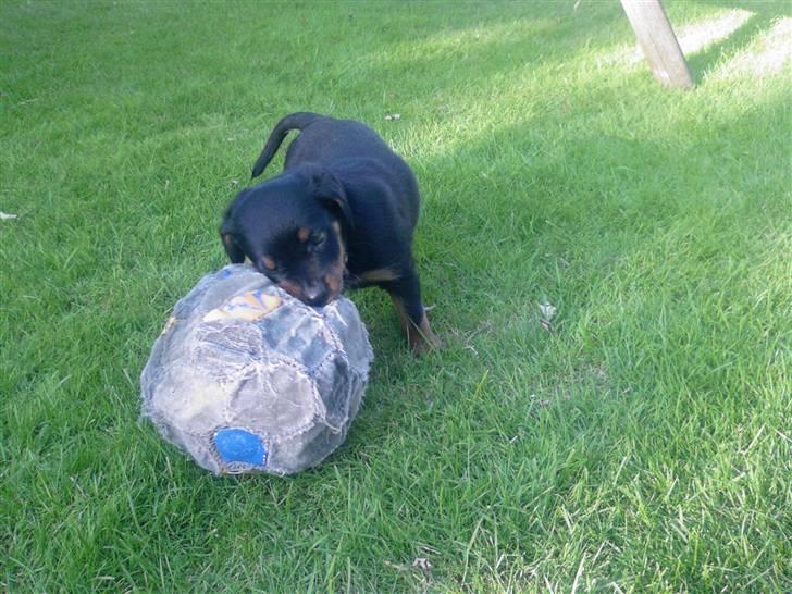 Rottweiler Sebo R.I.P billede 9