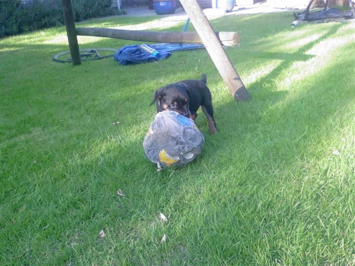 Rottweiler Sebo R.I.P billede 10