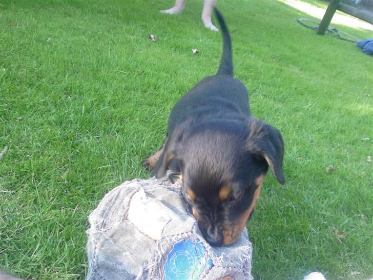 Rottweiler Sebo R.I.P billede 11