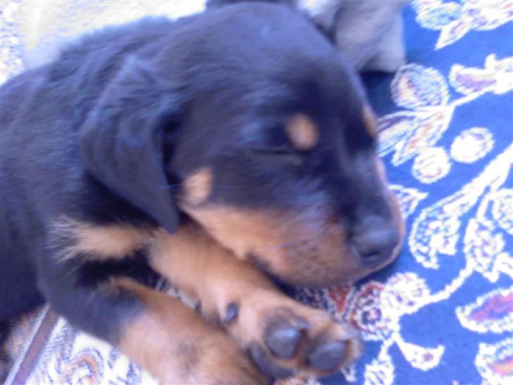 Rottweiler Sebo R.I.P billede 12