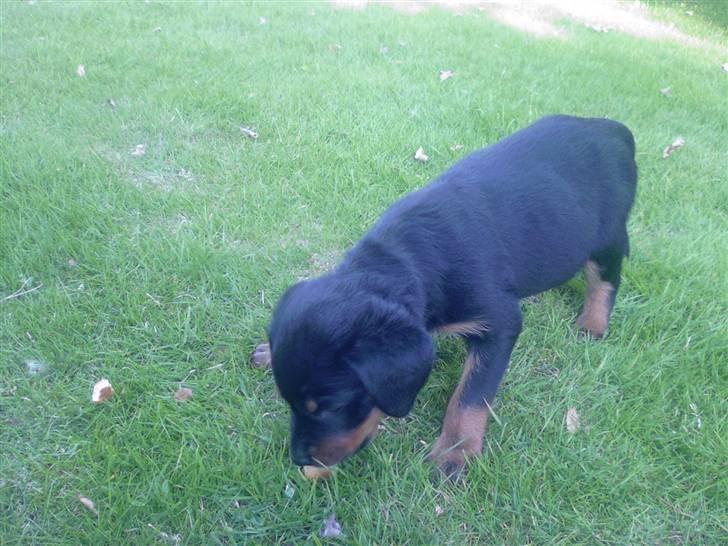 Rottweiler Sebo R.I.P billede 13