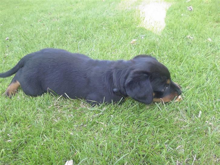 Rottweiler Sebo R.I.P billede 14