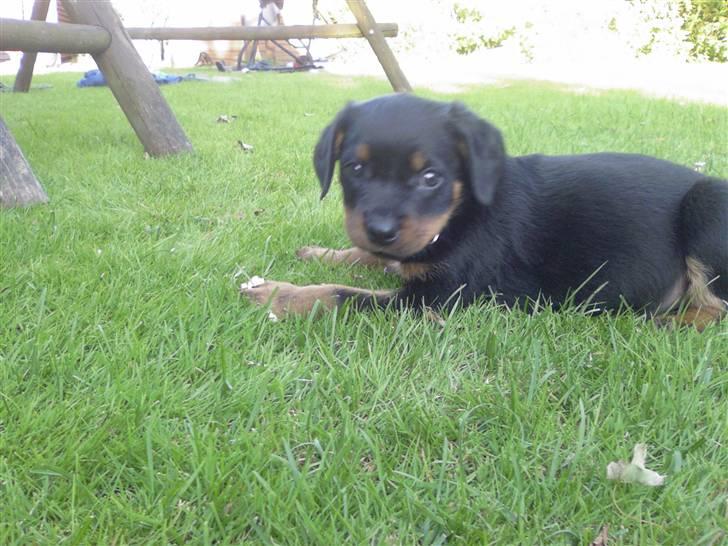 Rottweiler Sebo R.I.P billede 15