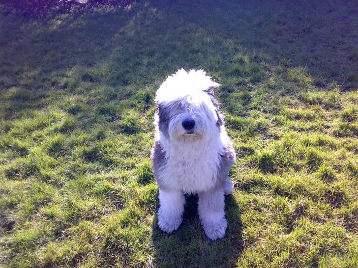 Old english sheepdog Thomsen - Er jeg ikk sød =) billede 5