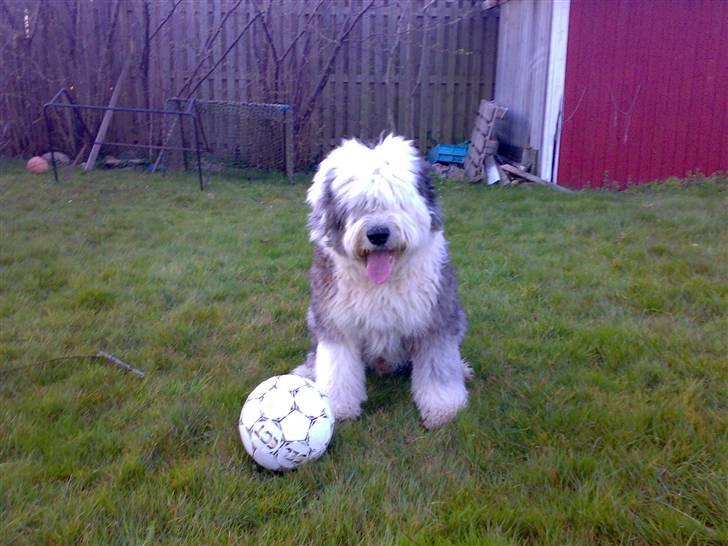 Old english sheepdog Thomsen - Så jeg på banen igen  billede 8