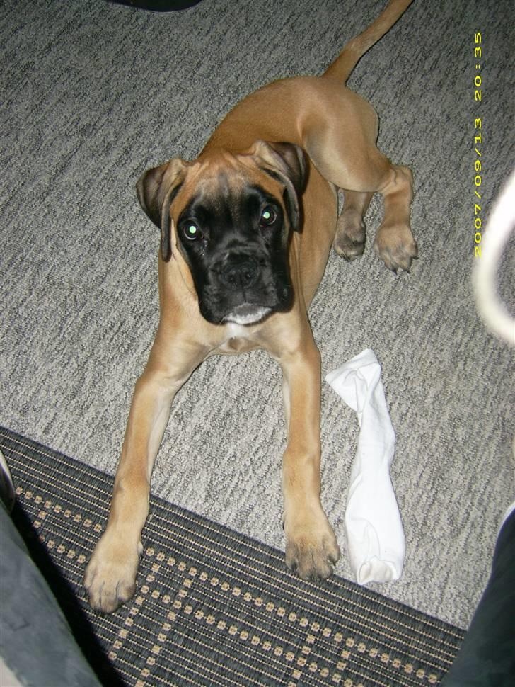 Boxer Kahlua billede 8