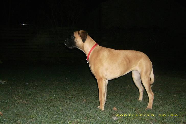 Boxer Kahlua - d 15/12 2007 billede 9
