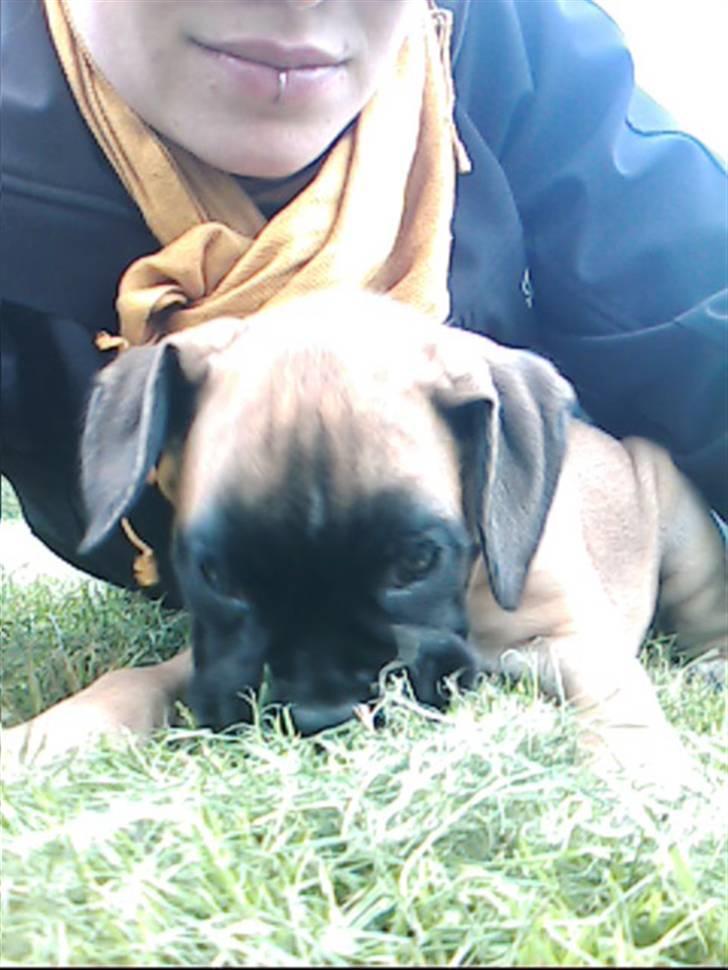 Boxer Kahlua billede 10