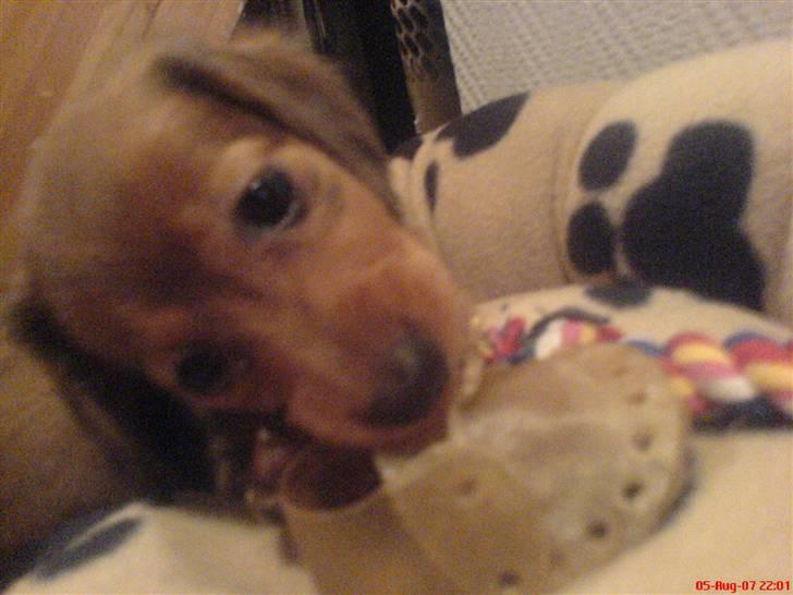 Dværggravhund Trille  billede 10