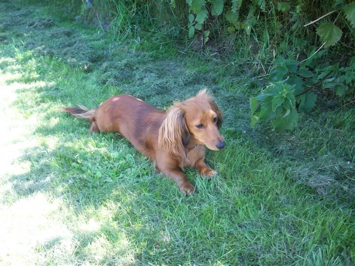 Dværggravhund Trille  billede 11