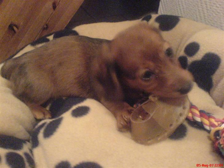 Dværggravhund Trille  billede 12