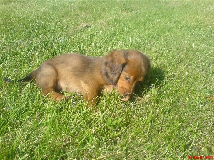 Dværggravhund Trille  billede 13