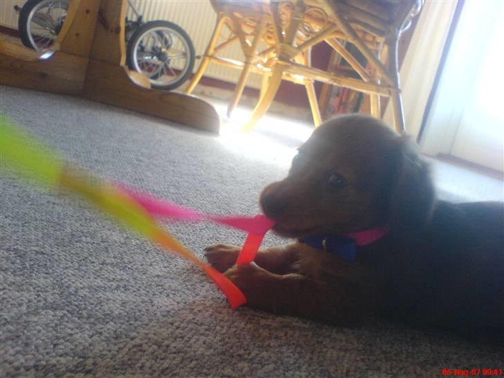 Dværggravhund Trille  billede 14