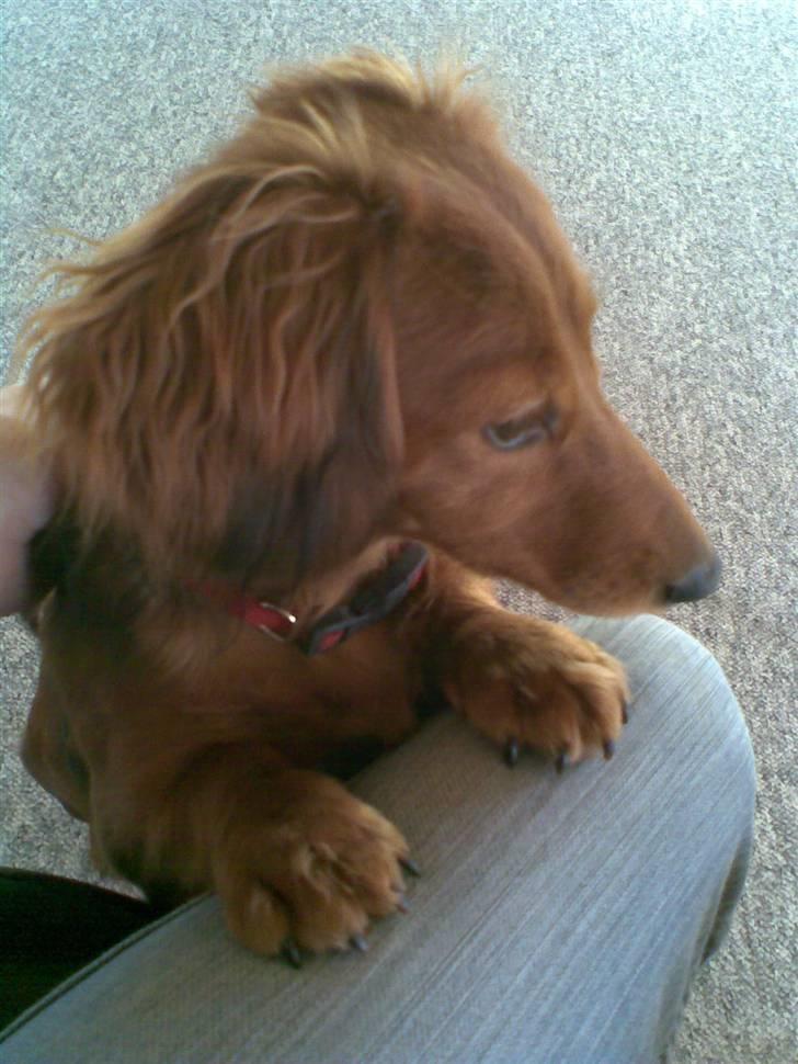 Dværggravhund Trille  billede 15