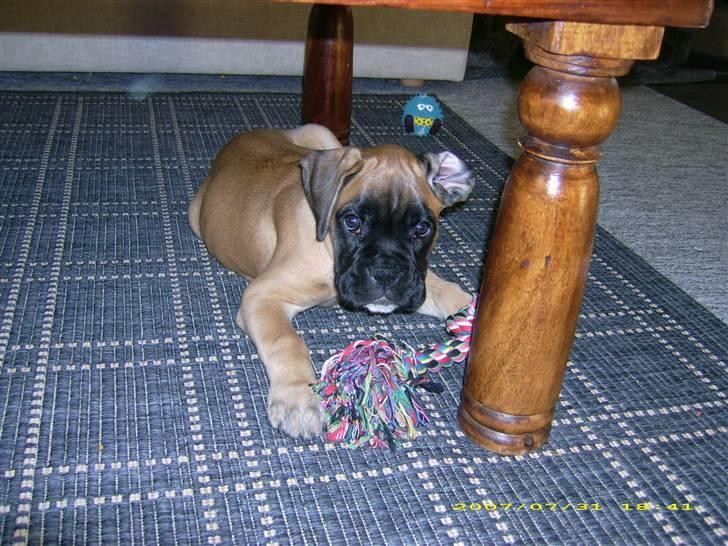 Boxer Kahlua billede 11