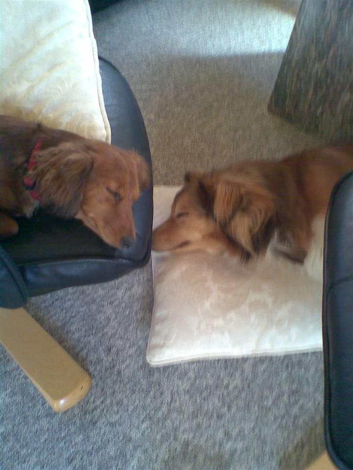 Dværggravhund Trille  - Trille og Ludvig sover <3 billede 16