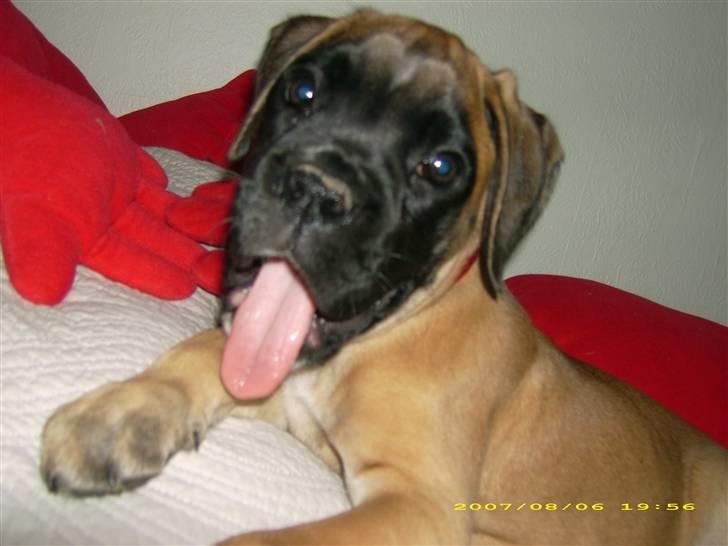 Boxer Kahlua billede 12