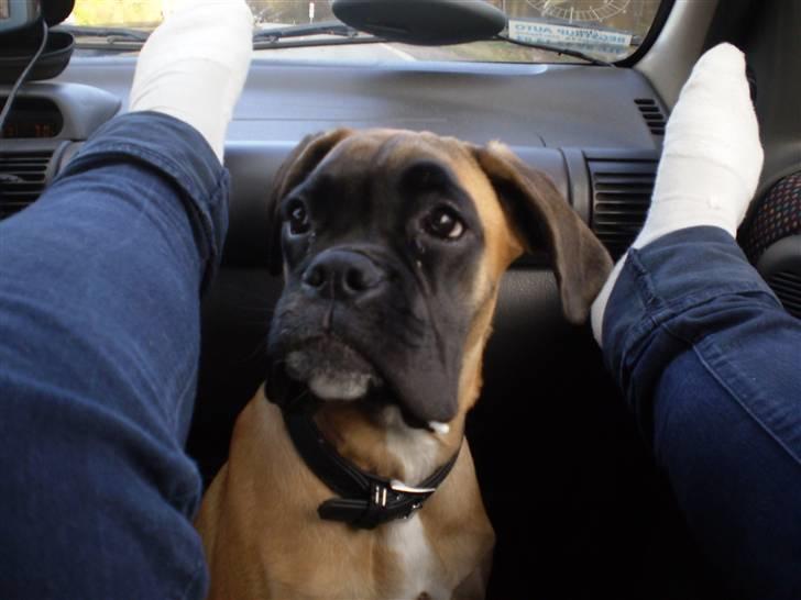 Boxer Kahlua billede 13