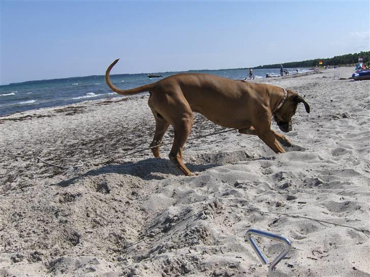 Rhodesian ridgeback Kuzonga's Chunuka Zazu - Zazu på Camping juli 07 billede 7