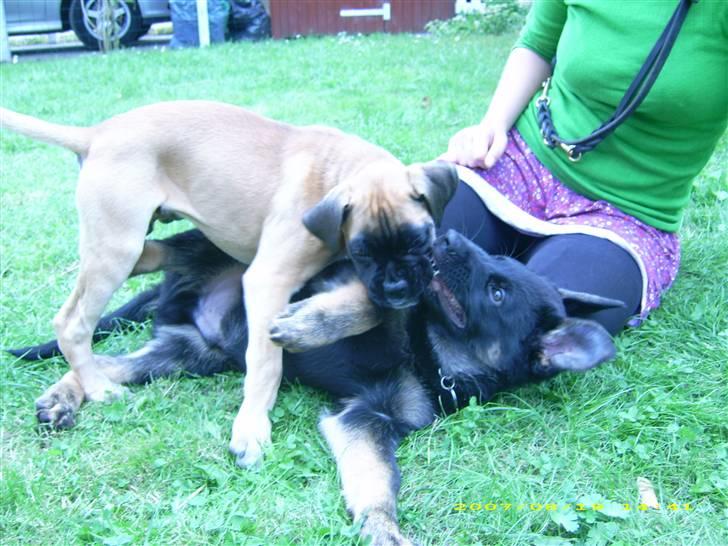 Boxer Kahlua - AAAH det er så dejligt med en der gider lege. Django billede 14