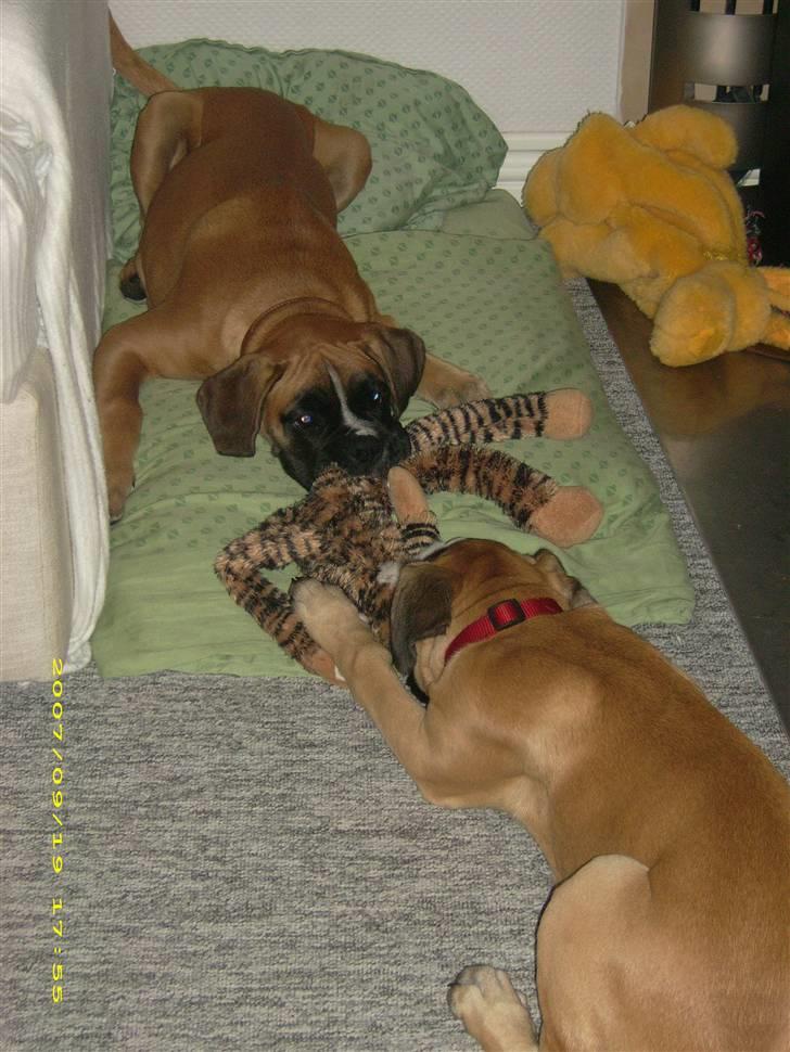 Boxer Kahlua - det er altså min bamse lady. giv mig den så !  billede 15