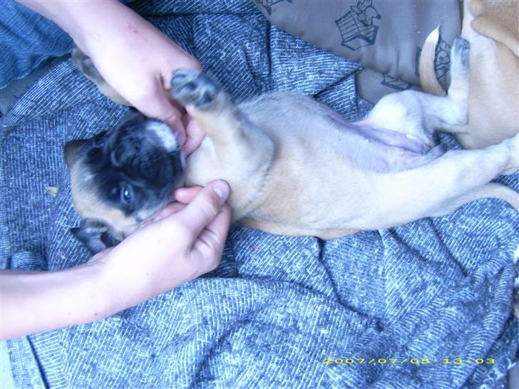 Boxer Kahlua - her er jeg kun 4 uger gammel. er vokset meget siden. billede 16