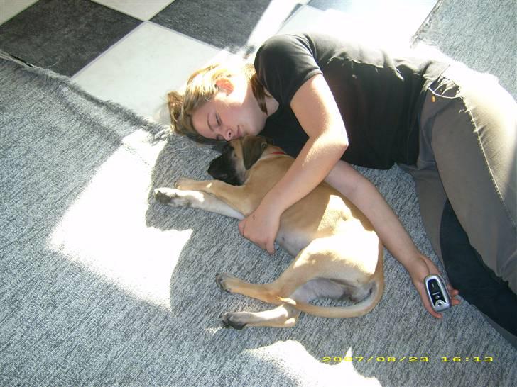 Boxer Kahlua - hvor er vi søde, og virkelig trætte. billede 17