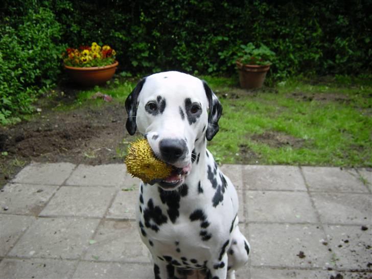 Dalmatiner mille billede 15