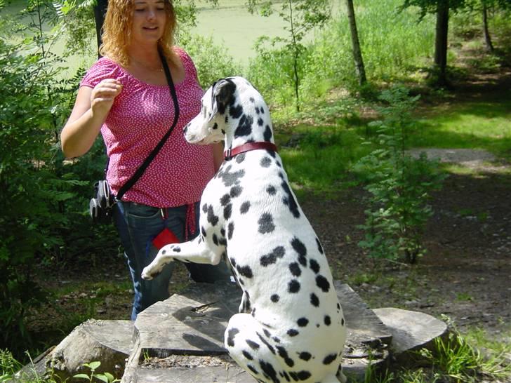 Dalmatiner mille billede 16