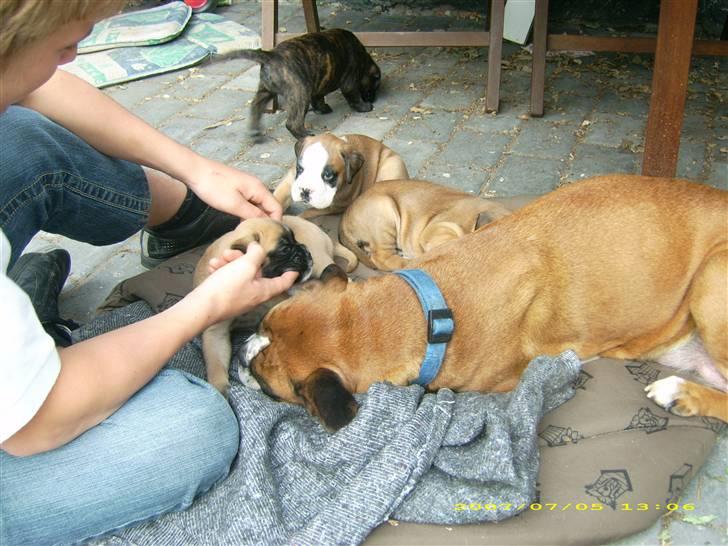 Boxer Kahlua - der er bare INTET bedre end et par fingre . mmh ! ugen 4 uger. billede 19