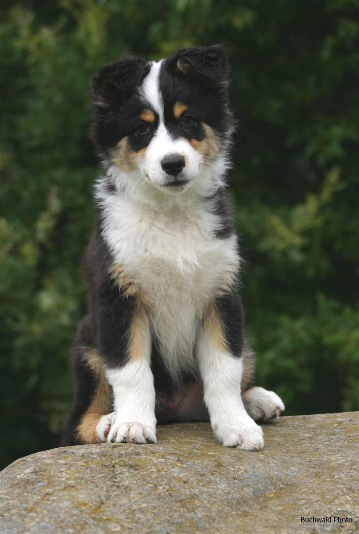 Australian shepherd Homer - Er flyttet :´-( - Vi prøver lige de sørgmodige øjne.. Så MÅ man da få en godbid! billede 14