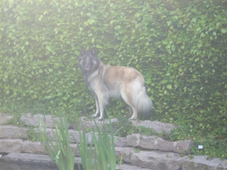 Belgisk hyrdehund Lady billede 6